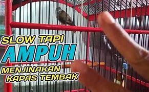 Tembak Burung Pombo